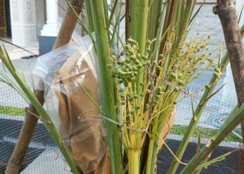 Wow! Pohon Kurma Mulai Berbuah Di Halaman Masjid Al Hidayah Polda Sumut