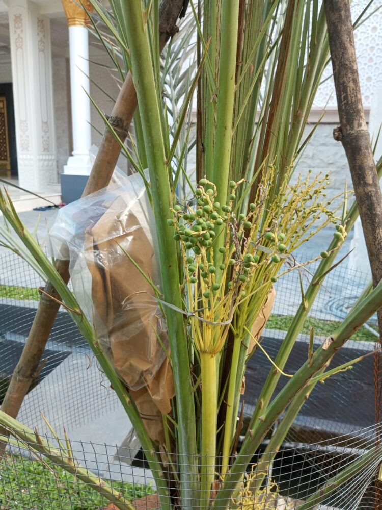 Wow! Pohon Kurma Mulai Berbuah Di Halaman Masjid Al Hidayah Polda Sumut