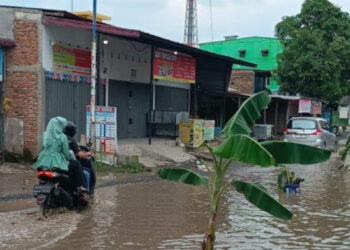 Camat Tak Peduli, Warga Tanam Pohon Pisang Di Jalan Srigunting Yang Rusak Bertahun