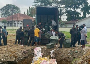 Mangga Selundupan Asal Thailand Digagalkan Lalu Dimusnahkan Polda Sumut