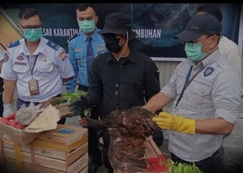 Balai Karantina dan Poldasu Gerebek Gudang Ayam Asal Thailand