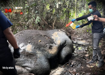 Gajah Sumatera Ditemukan Mati dengan Kepala Putus di Konsesi HTI PT RAPP Pelalawan