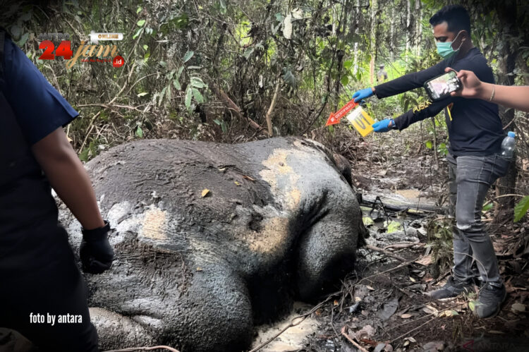 Gajah Sumatera Ditemukan Mati dengan Kepala Putus di Konsesi HTI PT RAPP Pelalawan