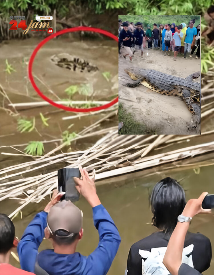 Tubuh Wanita Pencari Kerang yang Ditelan Buaya Sudah tak Utuh Lagi!