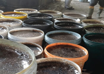 Wow! BBPOM Medan Temukan Lengkong Hitam Berformalin